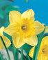 Daffodil