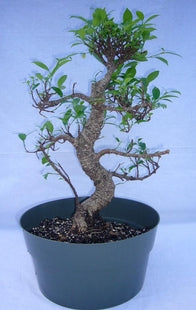 (5" Pot) Bosai, Ball Shape Ficus Retusa (Live Plant)