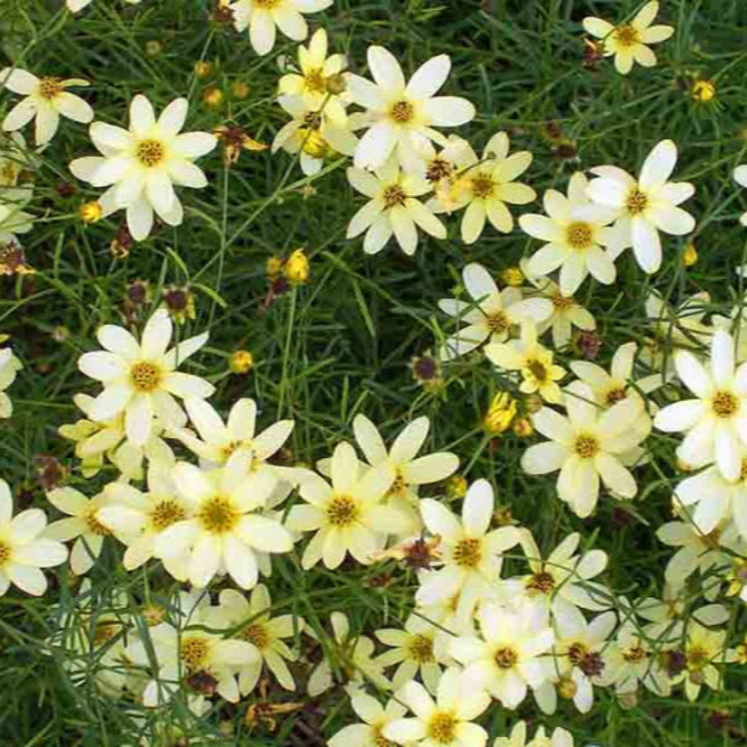 Coreopsis verticillata Moonbeam tickseed plant