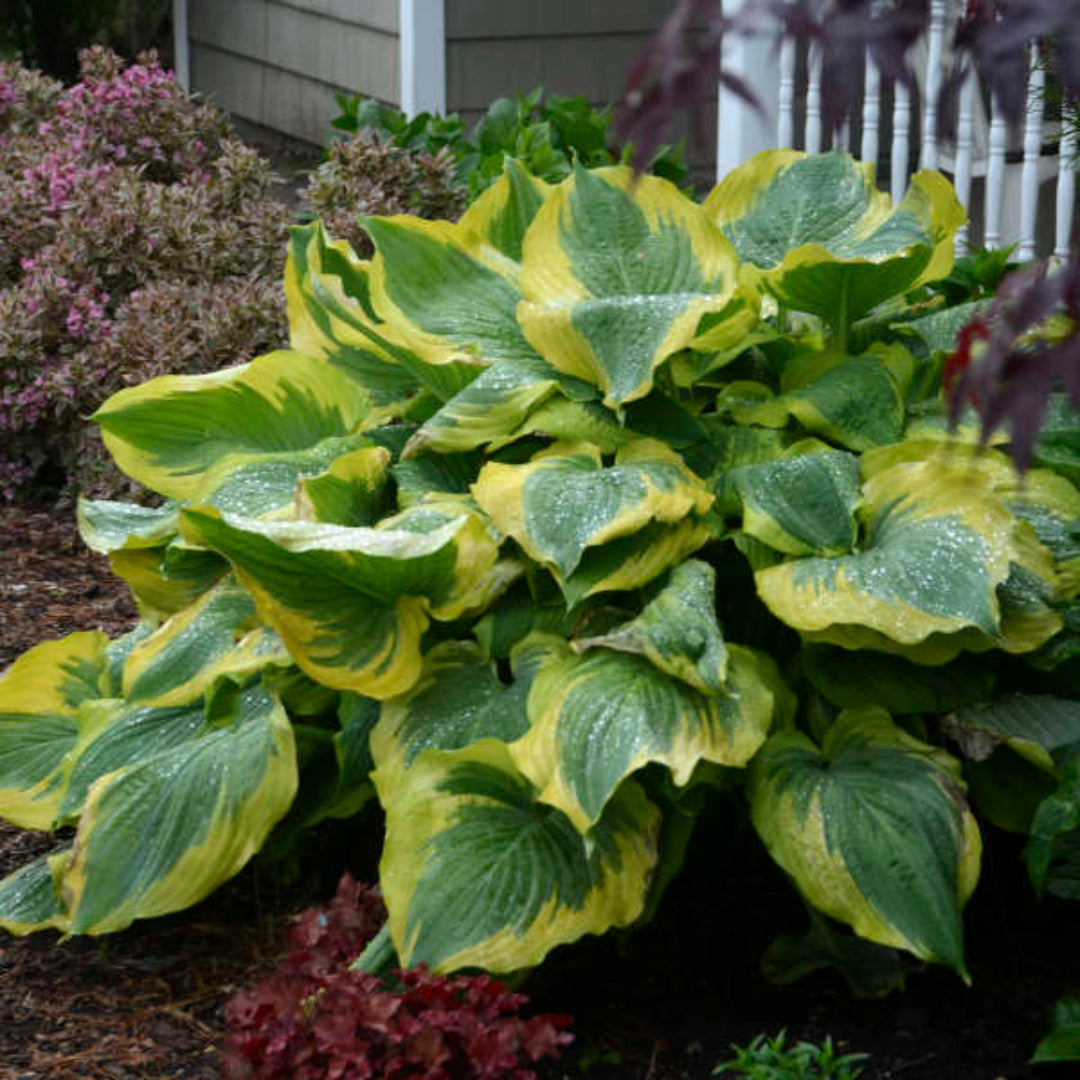 1 Gallon Pot: Hosta Shadowland &