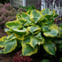 1 Gallon Pot: Hosta Shadowland &