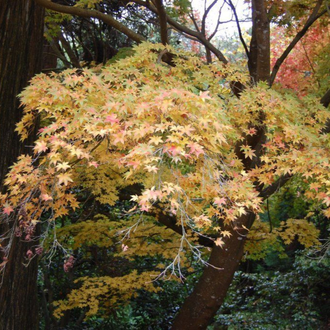Peve Starfish Multicolor Japanese Maple