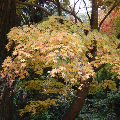 Peve Starfish Multicolor Japanese Maple