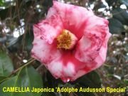 Camellia Adolphe Audusson Flower Plant-Very Old Cultivar