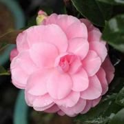 Camellia Fran Homeyer Flower Plant- Double Soft Pink