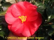 Camellia Jessie Burgess Flower Plant-Rose Color Bloom