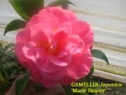 Camellia Marie Bracey Plant - Showy Coral Rose Blooms