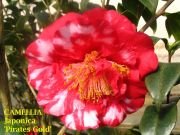Camellia Pirates Gold Variegate Plant-Dark Red & White Blooms