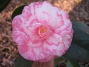Camellia Rena Swick Variegated Plant - Gorgeous Pink & White