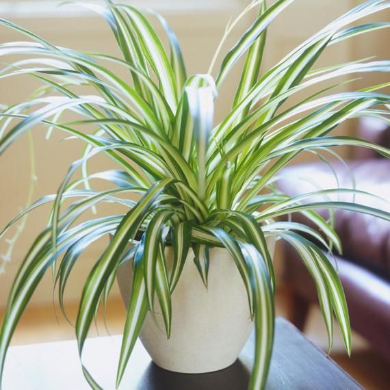 Spider Plant - A Beautiful Indoor/Outdoor Plant