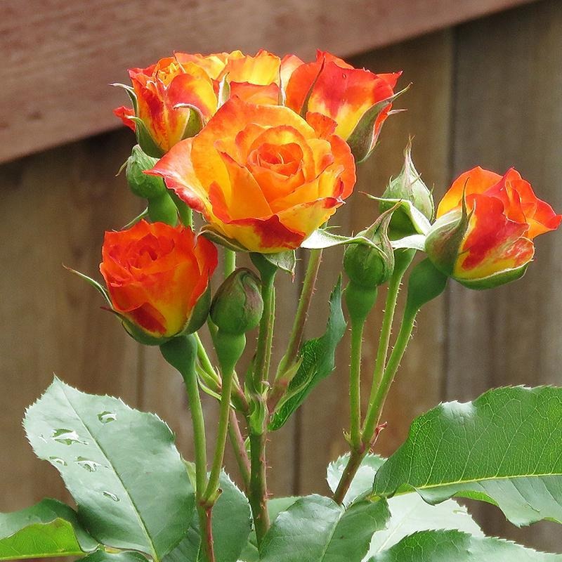 Pinata Climbing Rose