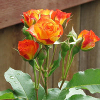 Pinata Climbing Rose