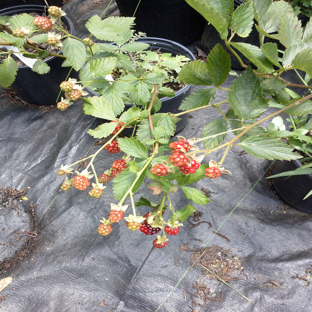 Shop Raspberry Bushes Plants Online in Georgia | Pixies Gardens