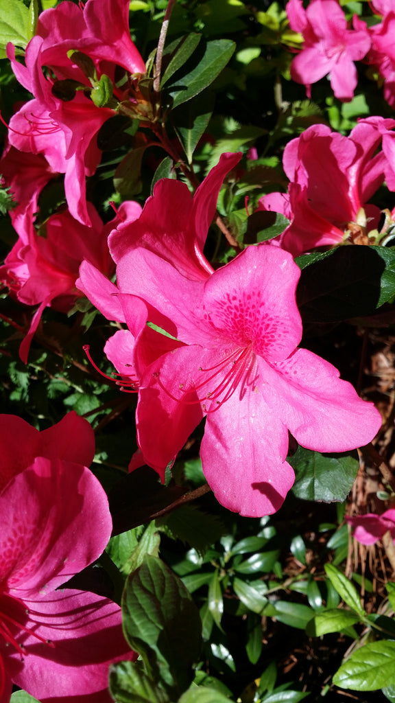 Fashion Azalea, (Hybrid) Salmon Colored Flowers, Evergreen Plant