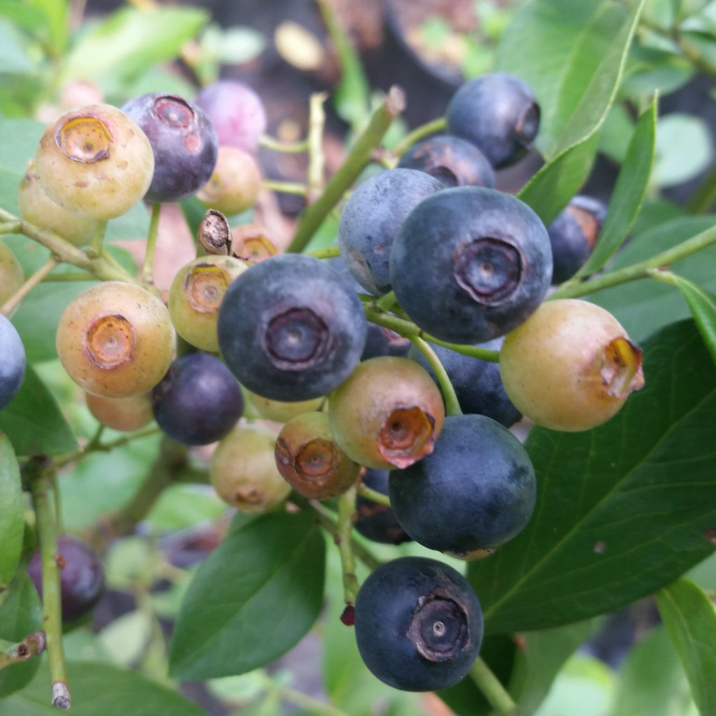 Chaucer Blueberry Shrub, Medium Size Fruit That Ripens Early, Low Chill Hour Requirements. Good Choice For Warmer Climates