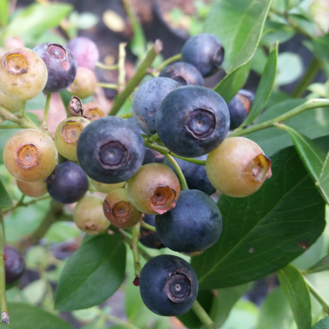 Delite Blueberry Bush