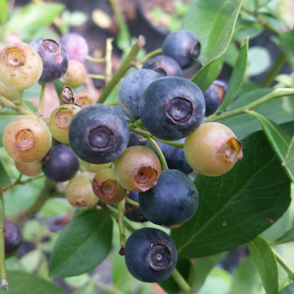 Delite Blueberry Bush