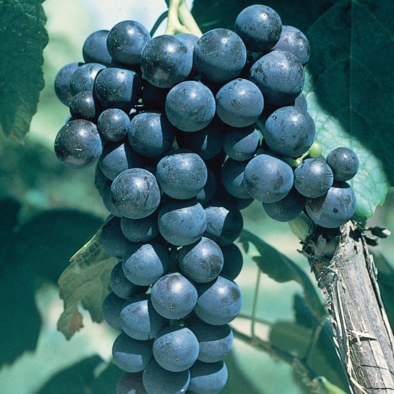 Glenora Blue Seedless Grapes