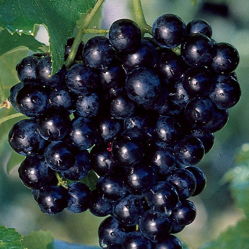 Cowart Muscadine Grape Vine