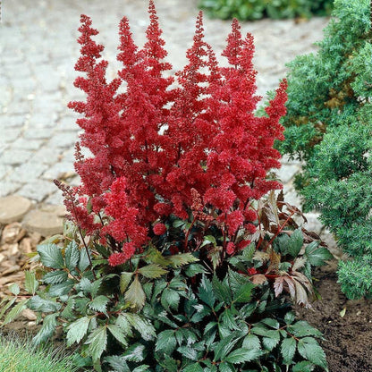Astilbe Arendsii &