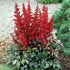 Astilbe Arendsii &