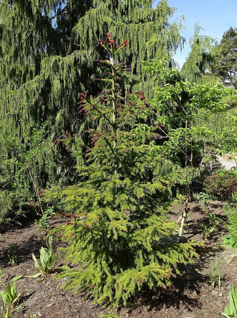 Ticea Crusita Spruce is An Evergreen That Has Red New Growth In The Spring That Matures To a Dark Green.
