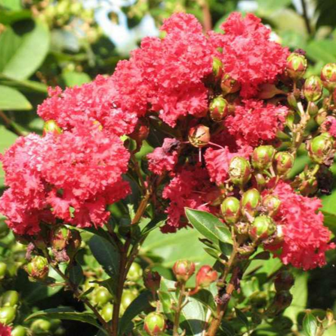 Crape Myrtle &