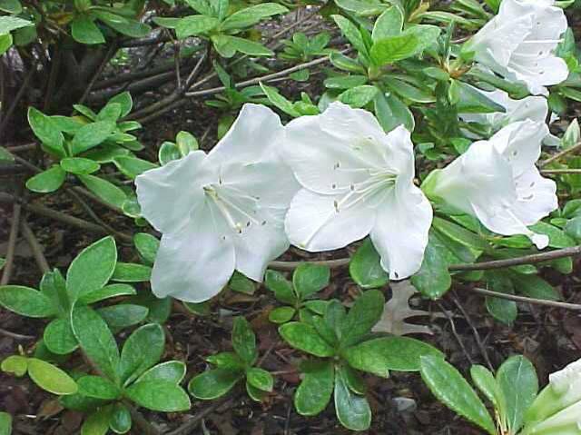 Girard's Pleasant White Azalea