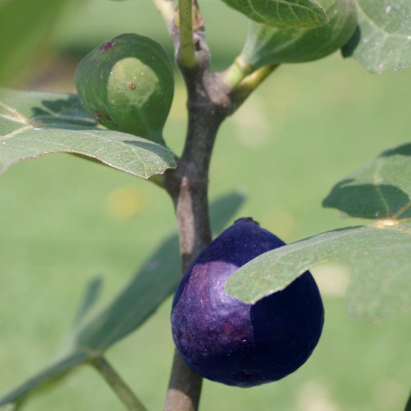 LSU Purple Fig Tree - Nutritious Medium Size Fig With Purple to Burgundy Skin