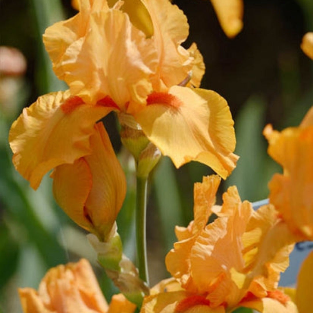 1 Gallon Pot: Iris Germanica &