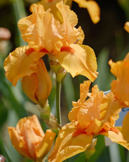 1 Gallon Pot: Iris Germanica 'Maid of Orange' Bearded German Iris. Creamy Orange Flowers with Paprika Colored Beards.