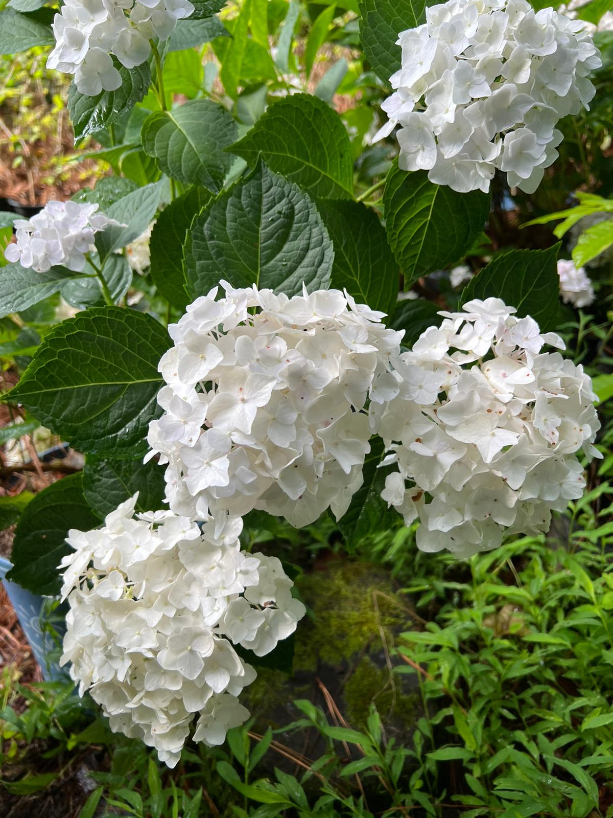 Blushing Bride Endless Summer Hydrangea