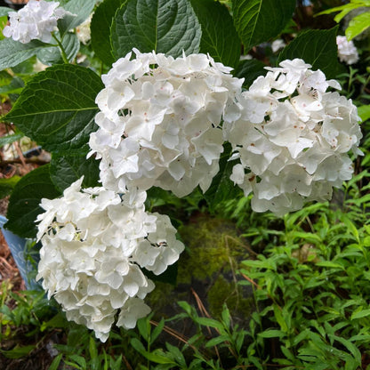 Blushing Bride Endless Summer Hydrangea- Pure White Semi-Double Florets,Which Mature To Blush Pink Or Carolina Blue, Depending On Soil Ph