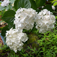Endless Summer Blushing Bride Hydrangea in Full Flowering Stage