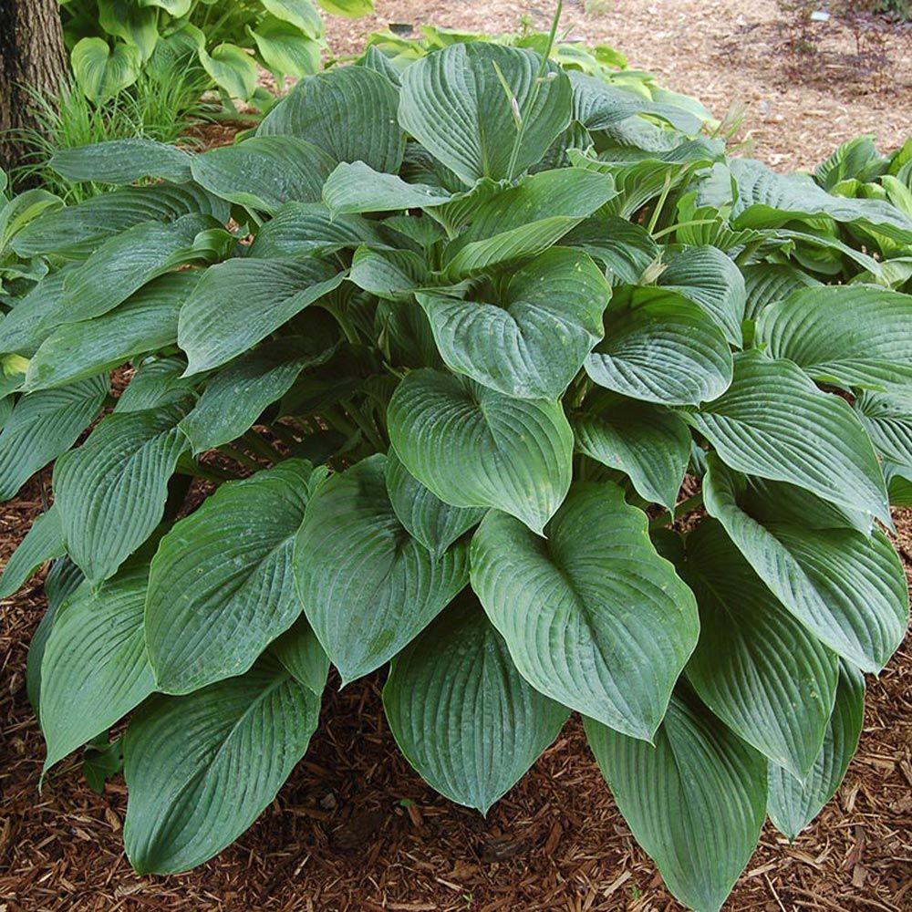 Hosta 'Empress Wu' Shadowland Plantain Lily - One of The Largest Hostas On The Market