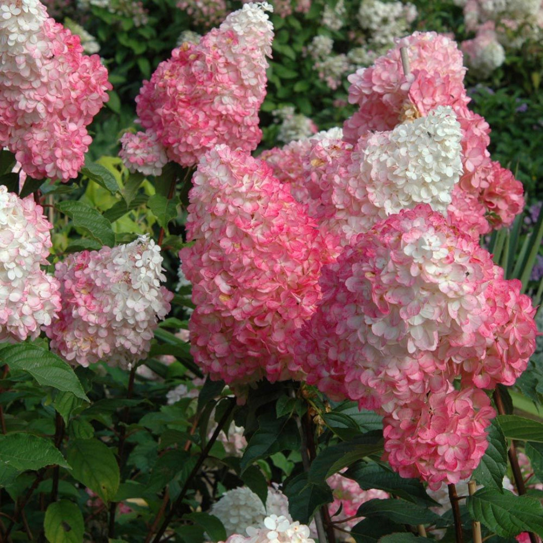 Vanilla Strawberry Hydrangea - Impressively Large, Exquisite White Blooms Turn Pink To Burgundy In Fall.