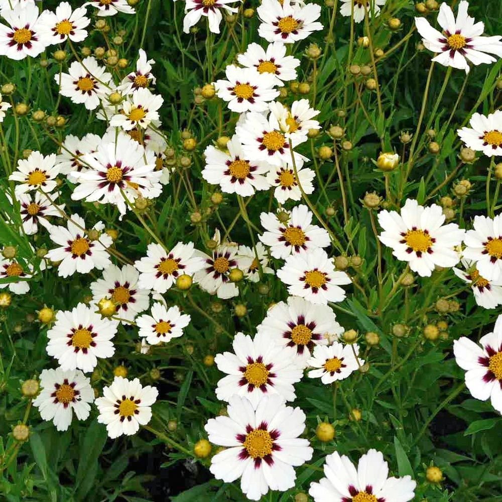 Quart Pot/10 Count Flat: Coreopsis Big Bang 'Star Cluster' Pp23035. Creamy White Petals with a Gold Button Center and a Deep Violet Eye.