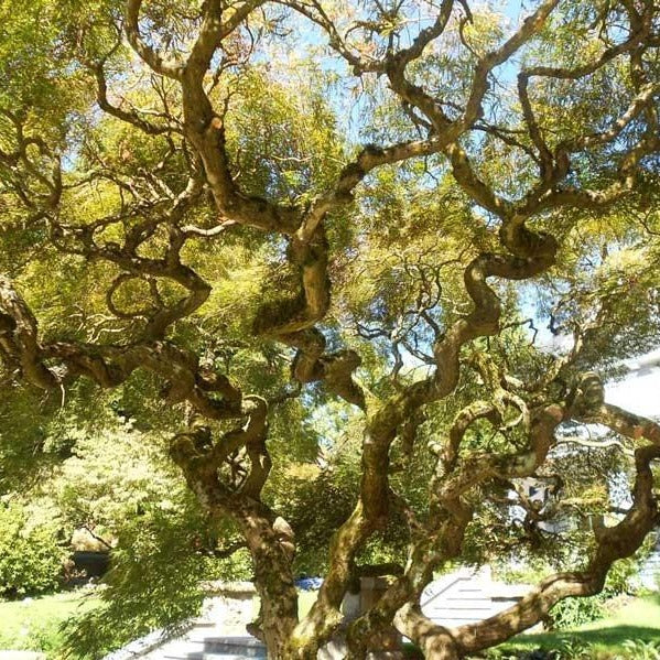 Golden Corkscrew Willow Branches