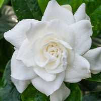 Dwarf Radicans Gardenia with white blooms