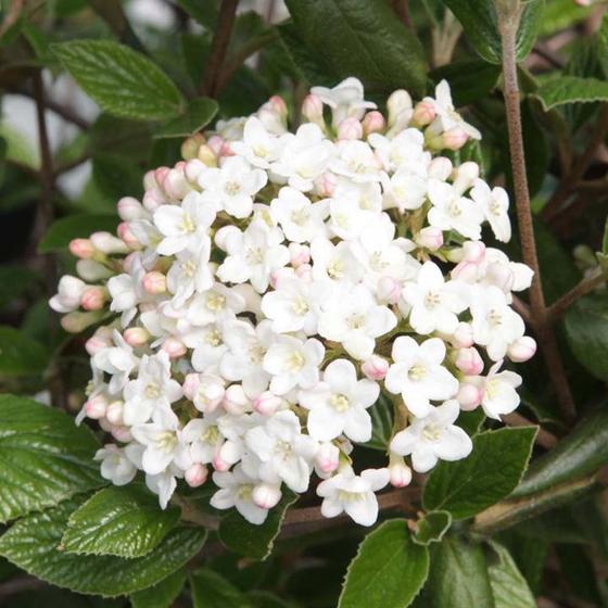 Mohawk Viburnum- Year Round Interest. Glossy Green Foliage with Red and Yellow Fall Color. Fragrant White Flower Clusters.