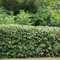 Evergreen Skip Laurel shrub outdoor planting for fast-growing hedge use