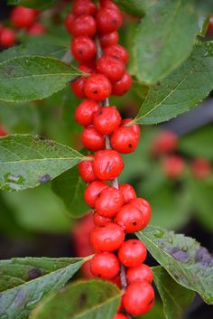 Red Sprite Winterberry is An Extremely Hardy, Deciduous Plant That Produces a Profusion of Bright Red Berries.