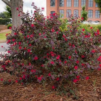 Loropetalum Ever Red