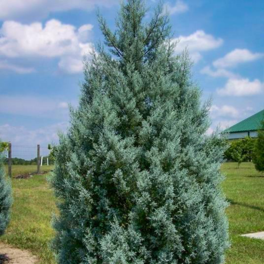 Carolina Sapphire- Live Christmas Tree