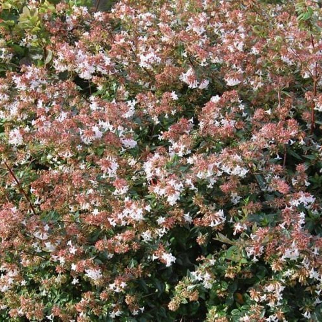 Abelia Rose Creek, Astounding, Dwarf, Foliage In Spring Emerges Delightfully Pinkish, Turns To a Vibrant Green. Compact Evergreen