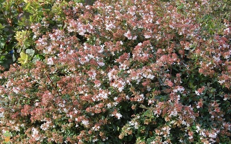 Abelia Rose Creek, Astounding, Dwarf, Foliage In Spring Emerges Delightfully Pinkish, Turns To a Vibrant Green. Compact Evergreen