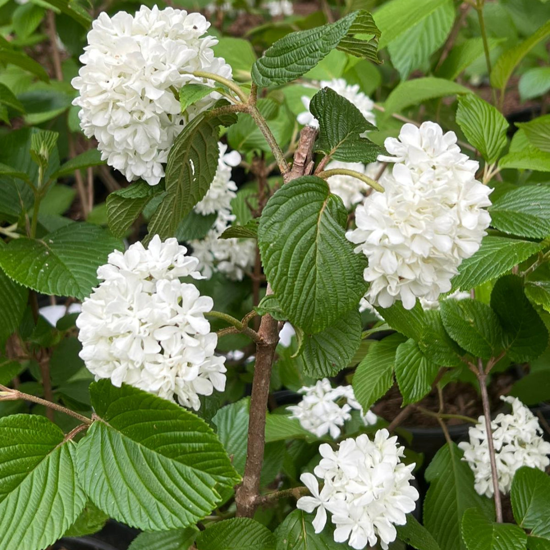 Viburnum Mary Milton, a Blissfully Beautiful Viburnum
