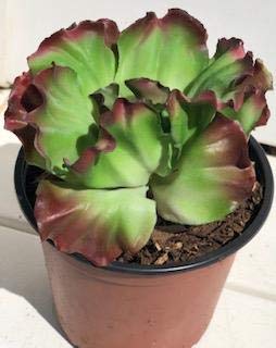 (1 Plant) Beautiful Succulent with Lettuce-Like Leaves (Remake): Looks Very Real As The Original, This Plant Will Never Die On You.