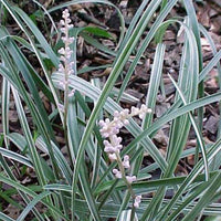 1 Gallon Pot: Liriope Spicata 'Silver Dragon'. Silver Dragon Lilyturf. Silver Variegated Spiked Foliage with Lavender Flowers, Vigorous Spreader.