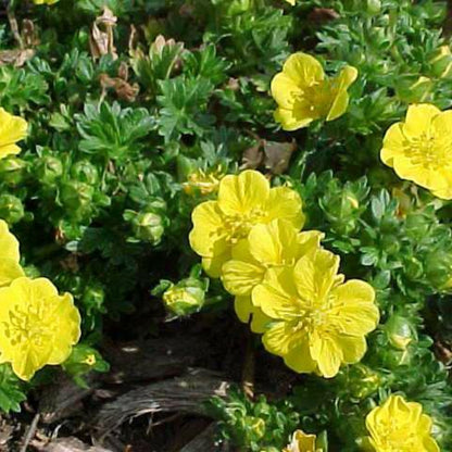 (4.5 Inch Pot/10 Count Flat) Potentilla Neumanniana &